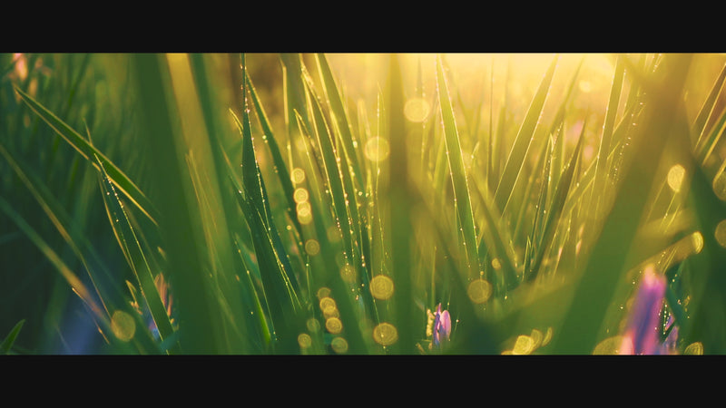 Napoleon Prestige PRO Grills Life Video